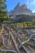 Saas de Putia (2875 m) dans les Dolomites, Racines de Pin cembro déterrées par le piétinement touristique, Massif des Dolomites, Tyrol, Italie