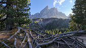 Saas de Putia (2875 m) dans les Dolomites, Racines de Pin cembro déterrées par le piétinement touristique, Massif des Dolomites, Tyrol, Italie