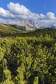 Mugo pine (Pinus mugo) in the Dolomites, prostrate mugo pines and larches: typical Dolomite landscape, Alpe de Sennes, Fanes-Sennes-Braies Nature Park, Dolomites Massif, Tyrol, Italy