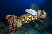 Deep reef, a Bluefin trevallow (Caranx melampygus) curious to see biped at almost 80 meters deep, Mayotte