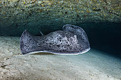 Face to face with a Blotched fantail ray (Taeniura meyeni) at the entrance to the cavity at the bottom of the second reff wall to a depth of 70 meters, Mayotte
