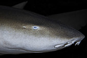 The blue eyes of a Nurse shark (Ginglymostoma cirratum) met by 75 meters of water, Mayotte