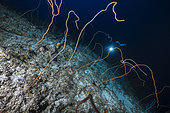 Whip coral field at 93 meters. It is an unusual scenery that we encounter at 93 meters depth. On the upper part of the 3rd drop off, a succession of whip corals of different colors mark out the way back.