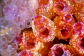 Ascidian depths to 70 meters deep, Mayotte.Une colony of ascidians color the penumbra of a red color, once it lit by my lamp.