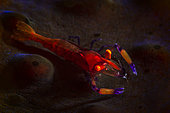Emperor shrimp on Coriocella at 69 meters depth, Mayotte