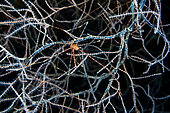 Small beast of the mesophotic zone. Spider crab (Chirostylus sp) in its coral. This coral is suspended from the roof of the Sanctutum cave. Depth: 70 meters, Mayotte
