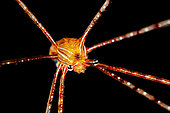 Spider crab (Chirostylus sp) for the time not yet fully identified, Mayotte. A new species referenced in Mayotte. Indeed, until now she was unknown in the region.