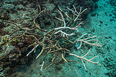 Tara Pacific expedition - november 2017 Bubble site, Normanby Island, Papua New Guinea, Bleaching process visible on Staghorn Coral (Acropora cervicornis), D: 3 m