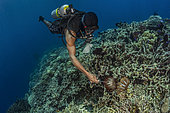 Tara Pacific expedition - november 2017 North Ema Reef, Kimbe Bay, Papua New Guinea, 2 Crown-of-Thorns Starfish (Acanthaster planci) are being killed by a local dive guide, taking them out of the water.The Crown-of-Thorns Starfish (Acanthaster planci) feeds on branching corals and table-like corals, such as Acropora species. In experiments, large starfish (40 cm and greater diameter) killed about 60 cm²/day. Outbreaks are considered a danger for reefs. Some ecologists suggest that the starfish has an important and active role in maintaining coral reef biodiversity, driving ecological succession. Before overpopulation became a significant issue, crown-of-thorns prevented fast-growing coral from overpowering the slower growing coral varieties. D: 5 m