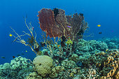 Tara Pacific expedition - november 2017 North Ema Reef, Kimbe Bay papua New Guinea, Giant Sea Fan, Gorgonian Fan Coral (Annella mollis, Syn Subergorgia mollis), Feather Stars, invertebrate filter feeders who need strong water flow, settle on the vanishing Gorgonian fan. D: 10 m