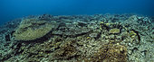 Tara Pacific expedition - november 2017 Northeast Kimbe Bay, Papua New Guinea, reef bleaching area Table corals (Acropora sp.), partially bleached, stitched panorama 11760 x 4750 px, D: 3 m