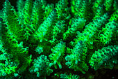 Tara Pacific expedition - november 2017 Outer reef of Egum Atoll, papua New Guinea, Acropora gemmifera under UV lighting, emitting fluorescence. Coral fluorescence, produced by special fluorescent proteins, is a relatively poorly understood phenomenon, but researchers think it could help protect the coral from damaging sunlight, or possibly other forms of stress. D: 8 m