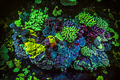 Tara Pacific expedition - november 2017 Outer reef of Egum Atoll, Papua New Guinea, Coral fluorescence.D: 8 m