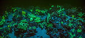 Tara Pacific expedition - november 2017 Outer reef of Egum Atoll, Papua New Guinea, Coral fluorescence. Stitched UV panorama 8924 x 3994 px, D: 10 m