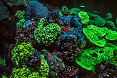 Tara Pacific expedition - november 2017 Outer reef of Egum Atoll, Papua New Guinea, Coral fluorescence, D: 10 m