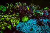 Tara Pacific expedition - november 2017 Outer reef of Egum Atoll, Papua New Guinea, Coral fluorescence in staghorn coral, 1 blue light 450 nm, D: 9 m