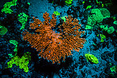 Tara Pacific expedition - november 2017 Outer reef of Egum Atoll, Papua New Guinea, Coral fluorescence in table coral (orange), D: 10 m
