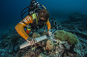 Tara Pacific expedition - november 2017 Outer reef of Egum Atoll, Papua New Guinea, Guillaume Iwankow (CRIOBE) with a partial core of a Diploastrea heliopora coral. This 50 cm section represents 100 years of coral growth. D: 12 m