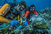 Tara Pacific expedition - november 2017 Outer reef of Egum Atoll, Papua New Guinea, Jonathan Lancelot (Tara dive & hyperbaric chief) (l) and Loïc Caudan (Tara chief engineer) (r), sampling coral. D: 9 m