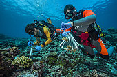 Tara Pacific expedition - november 2017 Nubara Island, Solomon Sea, Grace Klinges (r) and Guillaume Iwankow (CRIOBE)(l) sampling coral, D: 20 m