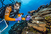 Tara Pacific expedition - november 2017 Nubara Island, Solomon Sea, Grace Klinges sampling coral, D: 20 m