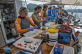 Tara Pacific expedition - november 2017 Scientists confectioning fresh coral samples o/b Tara. from the left: Rebecca "Becky" Vega Thurber (scientific coordinator), Emilie Boissin (CRIOBE), Grace Klinges (student)