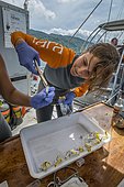 Tara Pacific expedition - november 2017 Scientists confectioning fresh coral samples o/b Tara, papua New Guinea, Grace Klinges (student)