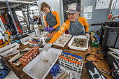 Tara Pacific expedition - november 2017 Proceeding of coral samples o/b Tara, Papua New Guinea, Rebecca Vega Thurber (scientific coordinator, right) and Grace Klinges (student, left)
