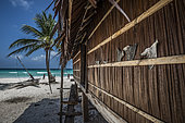 Tara Pacific expedition - november 2017 Yanaba Island, Egum Atoll, Papua New Guinea, Shark finning is an issue even in this remote island. Dried shark fins are sold to some rare Asian clients.