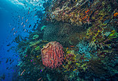 Tara Pacific expedition - november 2017 Fore reef zone (wall) Barrel sponge (Xestospongia testudinaria) stitched image 12000 x 8300 px, D: 12 m, Reef wall off Suba Suba Island, 1,9 km west of bubble site Normanby, Papua New Guinea