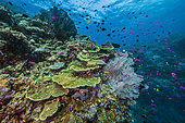 Tara Pacific expedition - november 2017 Reef wall off Suba Suba Island, 1,9 km west of bubble site Normanby D: 10 m Healthy Cabbage Coral (Turbinaria reniformis), Fairy Basslets (Pseudanthias tuka), Gorgonian / common sea fan (order Alcyonacea)