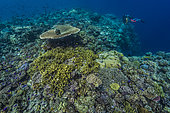 Tara Pacific expedition - november 2017 Fore reef zone, D: 3 m, Reef off Suba Suba Island, 1,9 km west of bubble site Normanby Island, Papua New Guinea
