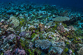 Tara Pacific expedition - november 2017 Giant Moray (Gymnothorax javanicus), D: 17 m Outer reef of Egum Atoll, near Yanaba Island, Papua New Guinea
