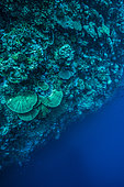Tara Pacific expedition - november 2017 Wall drop-off, downward view, Outer reef of unnamed "Islet", 8 km north of Yanaba Island Reef, D: 20 m, Papua New Guinea