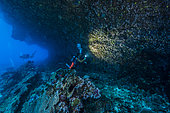 Tara Pacific expedition - november 2017 Coral limestone overhang, D: 11 m, Fringe reef of unnamed "Islet", 8 km north of Yanaba Island Islet, Papua New Guinea