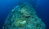 Tara Pacific expedition - november 2017 Reef "finger" (deep fore reef), partial bleaching visible on table corals, D: 15 m Outer reef, Banban and Muli Islets, Papua New Guinea