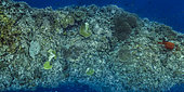 Tara Pacific expedition - november 2017 Reef "finger" (deep fore reef), partial bleaching visible on table corals stitched image 11250 x 5604 px, D: 15 m Outer reef, Banban and Muli Islets, Papua New Guinea