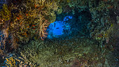 Tara Pacific expedition - november 2017 Underwater cave, soft coral, Gorgonians and sponges stitched panorama 9200 x 5190 px, D: 35 m South Ema Reef in Kimbe Bay, Papua New Guinea
