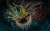 Tara Pacific expedition - november 2017 Barrel sponge (Xestospongia testudinaria) attached to reef wall, sponges, feather stars (Crinoids), red whip fan corals, D: 20 m North Ema Reef in Kimbe Bay, Papua New Guinea