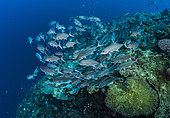 Tara Pacific expedition - november 2017 Shool of bigeye trevallies (Caranx sexfasciatus). The reef slopes downward from its twin summits to a lip at about 27 m, after which the drop is vertical, D: 27 m Bradford Shoal seamount, Kimbe Bay, Papua New Guinea