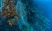 Tara Pacific expedition - november 2017 Sponges and Swarm of Commerson's anchovies (Stolephorus commersonnii), D: 20 m Joelle’s Reef, Kimbe Bay, Papua New Guinea