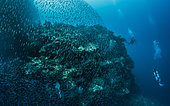 Tara Pacific expedition - november 2017 Swarm of Commerson's anchovies (Stolephorus commersonnii), Divers: (r) Miriam Giru, dive guide / Walindi Plant. and Jörn auf dem Kampe, GEO staff writer & editor, D: 20 m Joelle’s Reef, Kimbe Bay Deep fore reef, Papua New Guinea