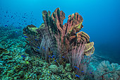 Expédition Tara Pacific - novembre 2017 Éponge (Ianthella basta), coraux fouet orange (Ellisella ceratophyta), fusiliers à queue jaune (Caesio teres), récif nord-est de la baie de Kimbe, P: 12 m, Papouasie-Nouvelle-Guinée