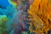 Tara Pacific expedition - november 2017 Gorgonian sea fans (red: Melithaea sp), Northeast Kimbe Bay reef, D: 12 m, papua New Guinea