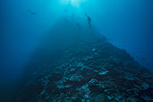 Tara Pacific expedition - november 2017 Oto Reef or Otto’s Point, Kimbe Bay, D: 30 m, Papua New Guinea