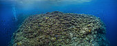 Tara Pacific expedition - november 2017 Oto Reef or Otto’s Point, Kimbe Bay Pristine fore reef, Stitched panorama 19855 x 8082 px, D: 5 m, Papua New Guinea