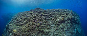 Tara Pacific expedition - november 2017 Oto Reef or Otto’s Point, Kimbe Bay Pristine fore reef, Stitched panorama 14000 x 5900 px, D: 5 m, Papua New Guinea