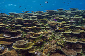 Tara Pacific expedition - november 2017 Oto Reef or Otto’s Point, Kimbe Bay Pristine fore reef with many species of of stone coral and reef fish, D: 5 m, Papua New Guinea