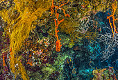 Tara Pacific expedition - november 2017 Sponges and Gorgonian fans on reef wall. Stitched image, D: 17 m, Joelle’s Reef, Kimbe Bay, Papua New Guinea