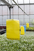 Pheromone traps in a greenhouse, spring, Pas de Calais, France